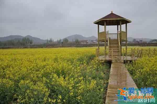 山东油菜花旅游地在哪 什么时候开？