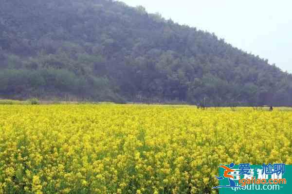 2021南京溪田油菜花开了吗 南京溪田油菜花观赏攻略？