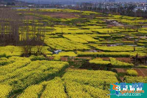 2021南京油菜花哪里开的好 南京油菜花观赏地？