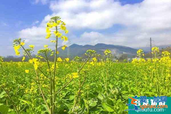 2021重庆秀山油菜花什么时候开 附油菜花观赏攻略？