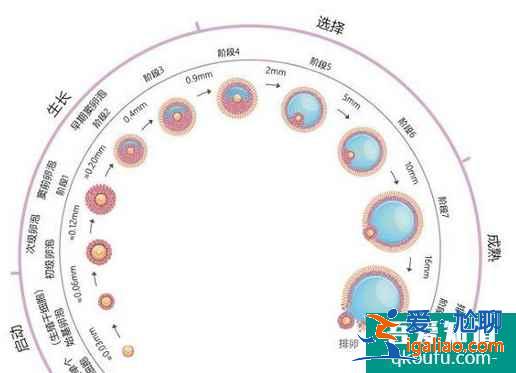 卵子萎缩不排卵，闭锁卵泡形成原因可能与这4点有关？