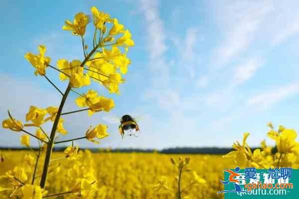 济宁赏花好去处 2021济宁油菜花观看地点？