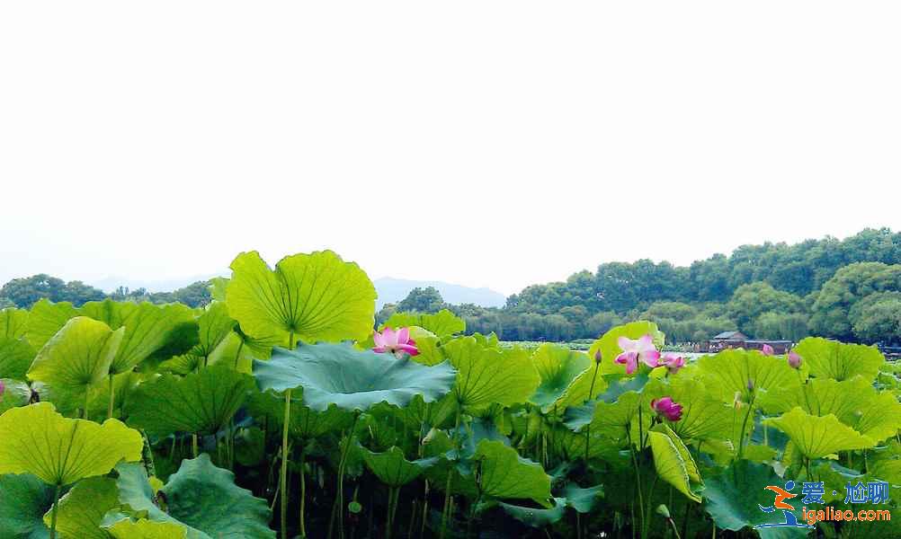 西湖曲院风荷在哪，曲院风荷地址，曲院风荷攻略？