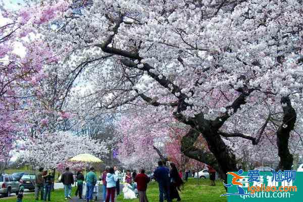 句容樱花节是什么时候2021 句容樱花节时间？