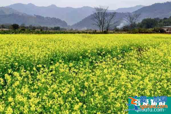 2021广东油菜花旅游景点 广东哪里看油菜花海？