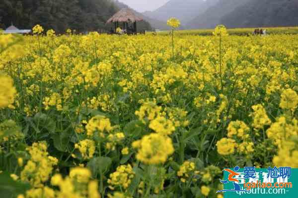 2021广州从化去哪里看油菜花？