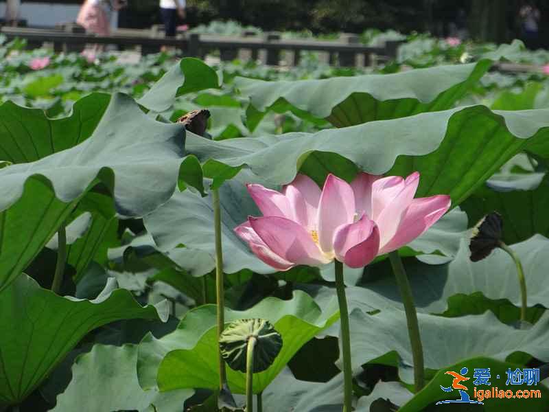 曲院风荷8月还有荷花吗，曲院风荷适合什么时候去，曲院风荷能玩多长时间？