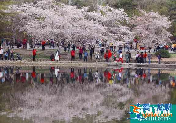 2021北京玉渊潭樱花最佳赏花期？