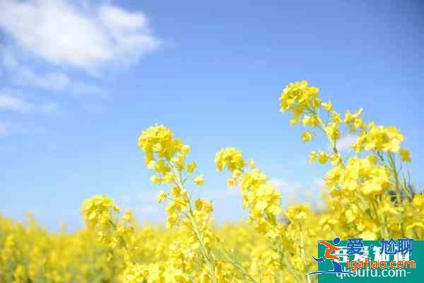 贵阳油菜花什么时候开？