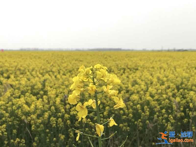 武汉春天去哪儿看油菜花，武汉春季赏油菜花指南，武汉春天赏油菜花好去处？