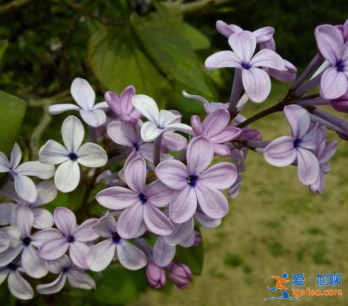 2017北京春季去哪里赏花？北京春季赏花攻略（含：樱花、梨花、桃花、牡丹、丁香、海棠）？