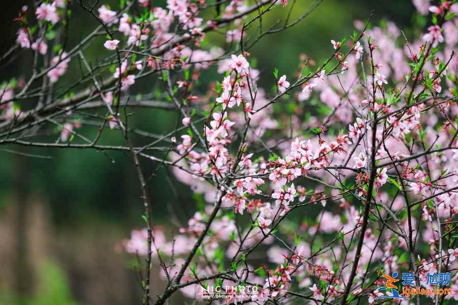 重庆去哪里赏桃花，重庆赏桃花推荐，重庆赏桃花攻略？