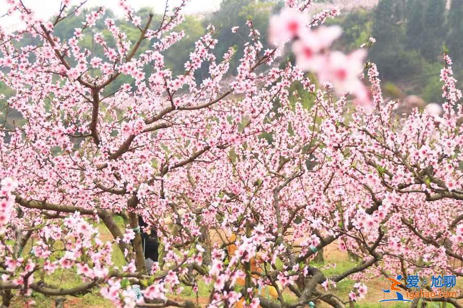 成都哪里可以赏桃花，成都赏桃花推荐，成都去哪赏桃花？