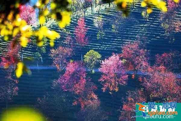 冬天去哪旅游合适 国内这些小众地方天气暖和还有花看？