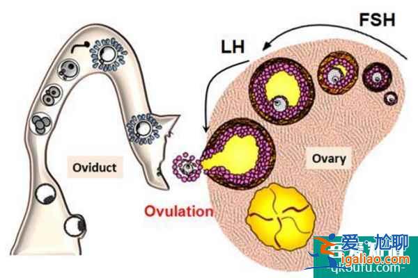 泰国试管婴儿知识点：取卵后的激素变化是怎样的？？