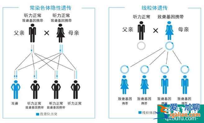 耳聋基因会遗传吗，可以去泰国做试管婴儿吗？？