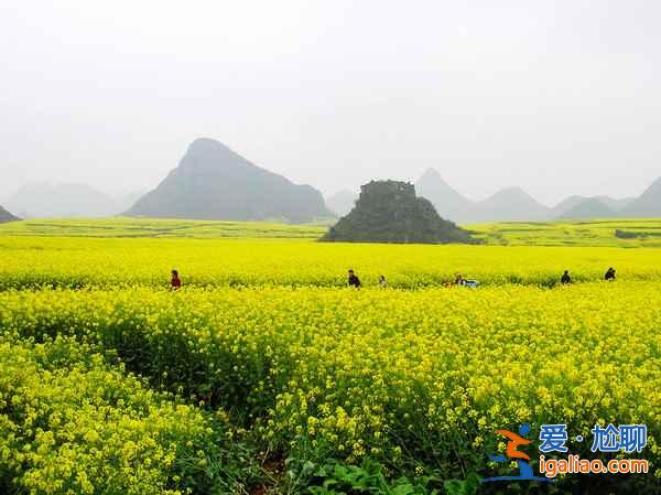 2018年第一批油菜花春节盛开，观赏指南在这里！？