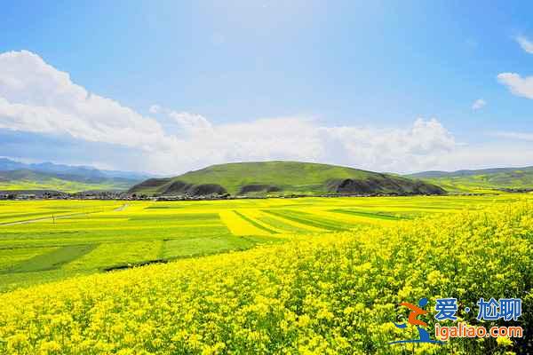 中国最晚的一波油菜花即将开放，错过了就要等明年了？