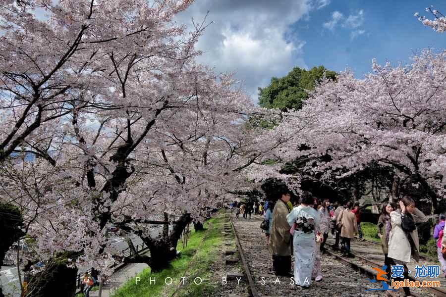 2017日本樱花已经开了，你造吗？？