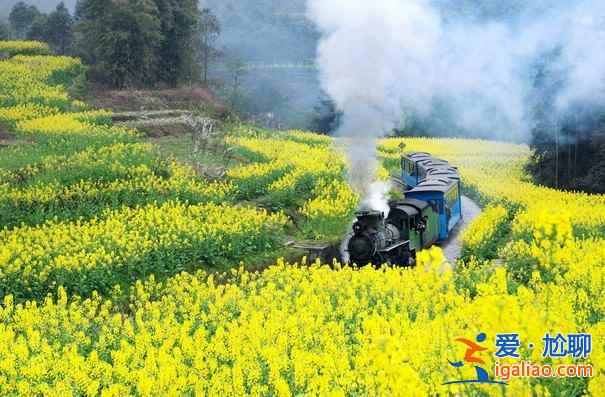 2018嘉阳油菜花，乘小火车去看嘉阳油菜花，嘉阳小火车？