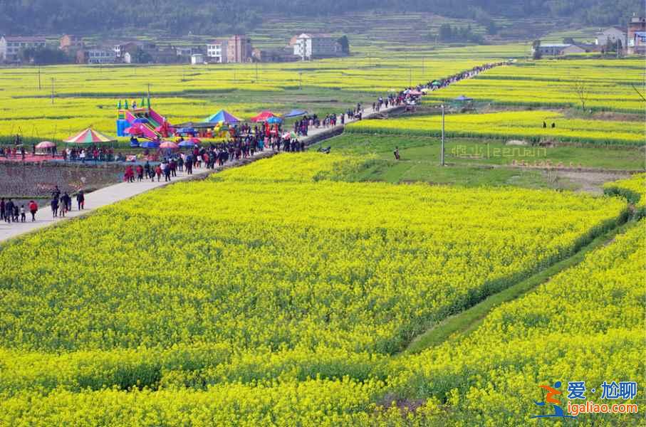 2017仙居油菜花什么时候开，仙居油菜花门票多少钱？