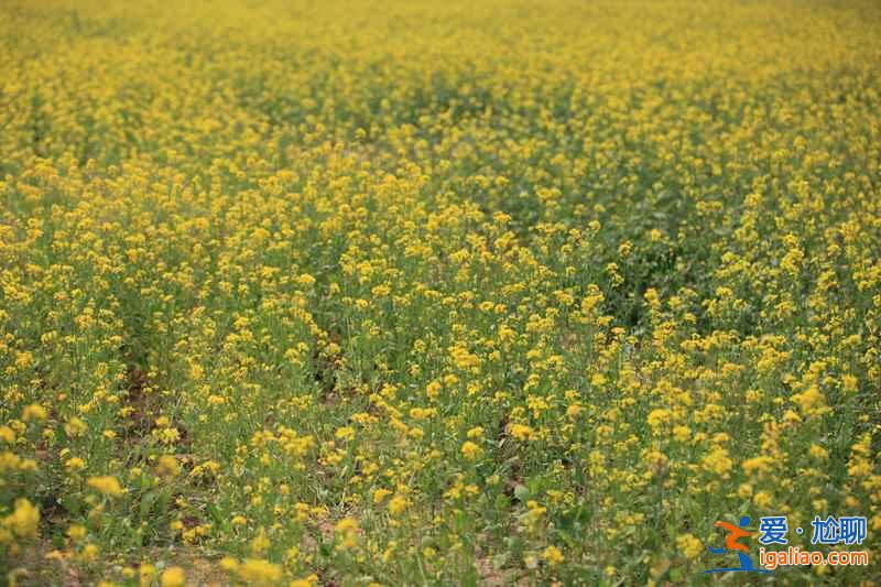 2018北京看油菜花去哪里，北京油菜花观赏地？