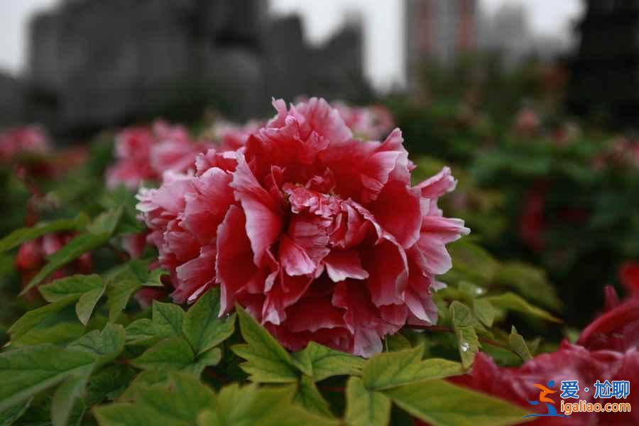 【古县牡丹节】2017山西古县牡丹节时间、花期、地点、门票，2017古县牡丹节？