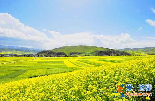 门源油菜花怎么去，2018门源油菜花交通费用？