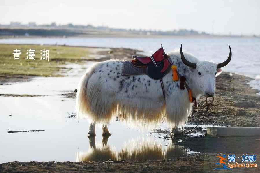 青海湖冬天好玩吗，冬天的青海湖漂亮吗？