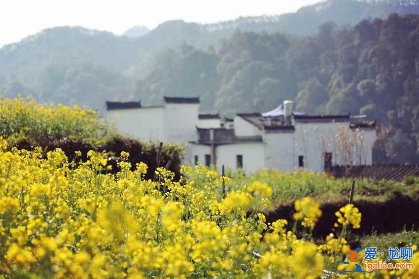 春天哪里好玩？8大国内踏春旅游好去处？