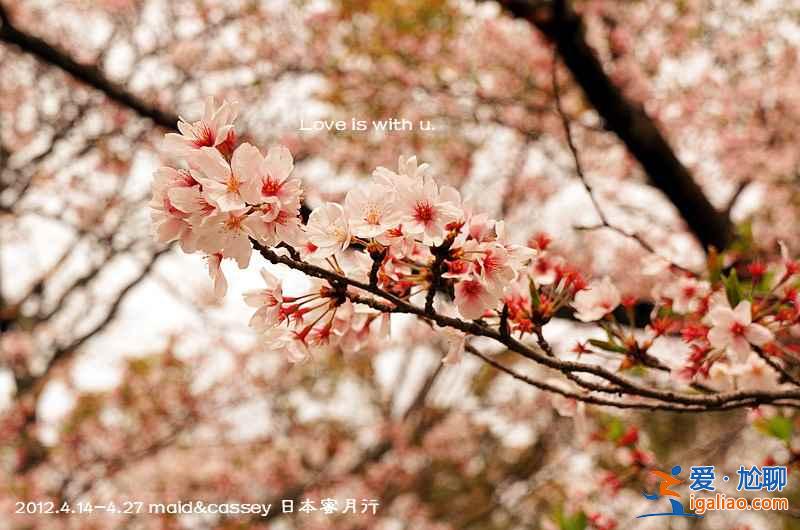 东京最佳旅游季节，去东京旅游最佳时间？