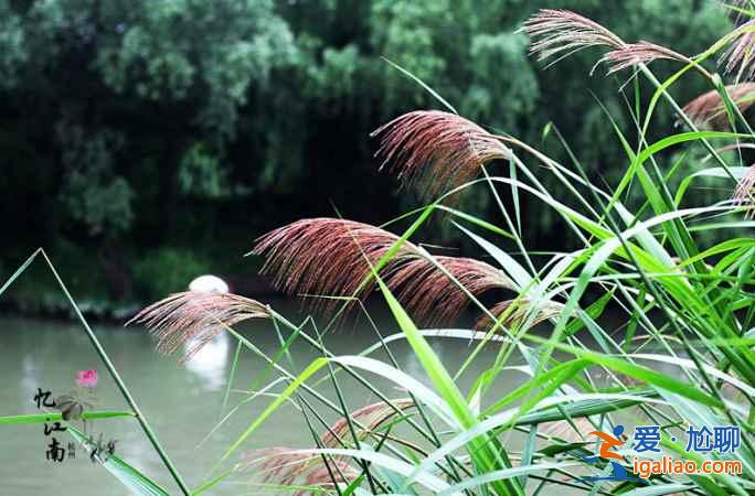 【门票】西溪湿地公园门票价格，杭州西溪湿地公园有学生票吗？