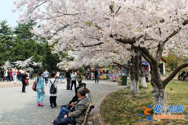 【春天去青岛好玩吗】青岛春天去哪里玩，青岛踏青好去处？