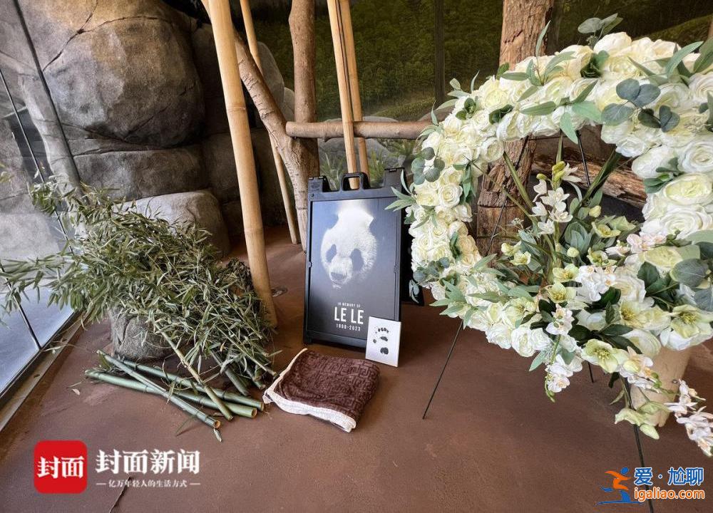 旅美大熊猫乐乐去世 中美将联合调查死因？