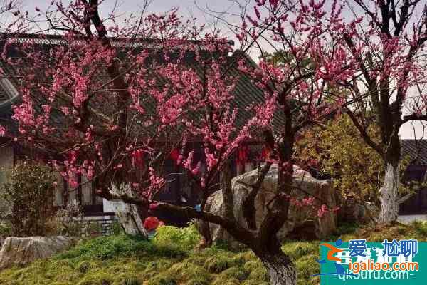 湖南植物园的梅花开放了吗?里面的梅花都有什么品种？