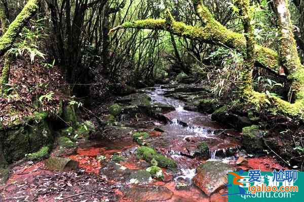 南昌湾里磨盘山森林公园特色玩法？