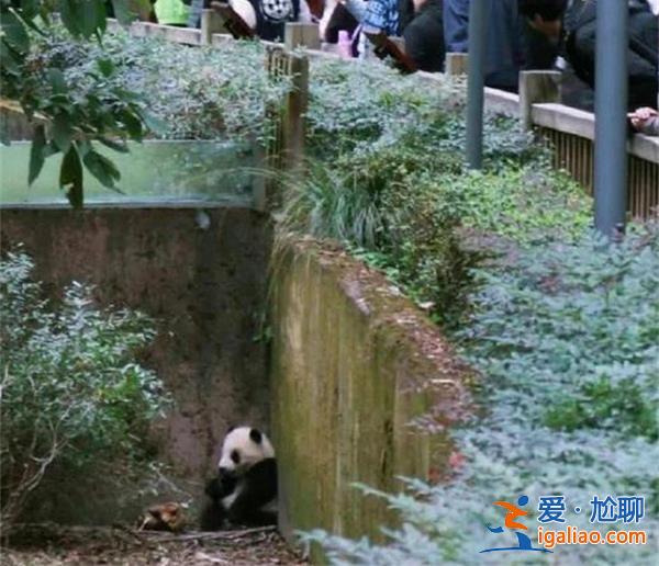 大熊猫福苑被女游客泼水后委屈的躲在角落？