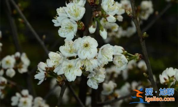 浙江的螺蛳粉樱花开花了？