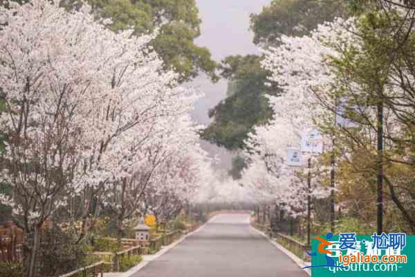 2022无锡拈花湾最佳观赏樱花时间？