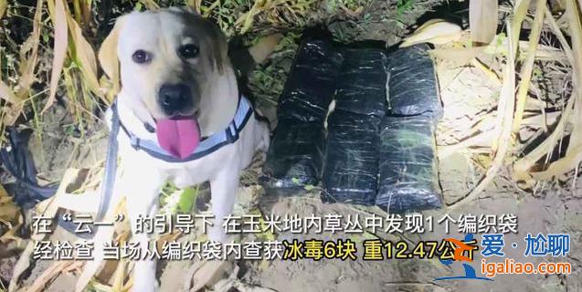 “汪汪队“又立功！警犬搜毒超12公斤被奖励“鸡腿花环”？