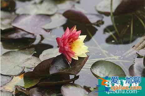 圆明园荷花开放时间 荷花节时间是几月几日举办？