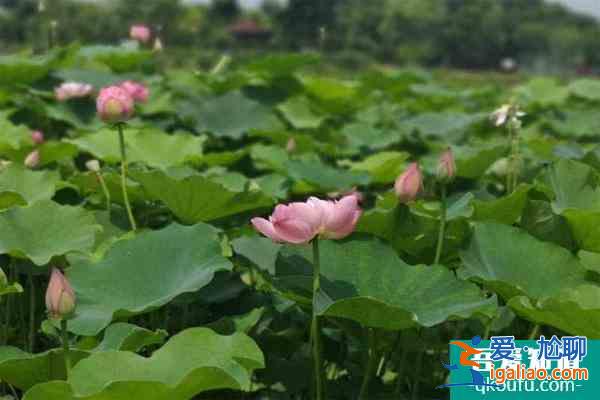 成都双流区黄水荷花小镇门票多少钱？