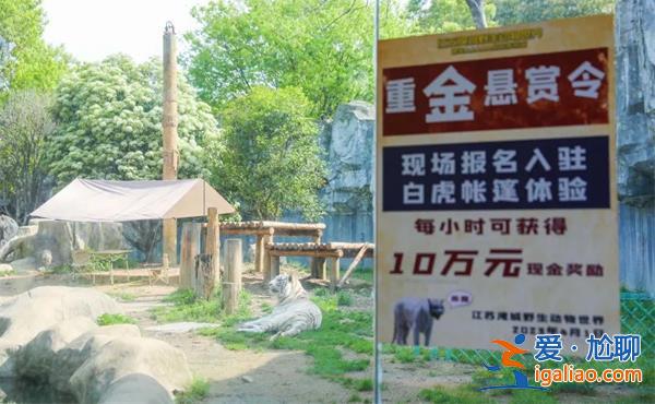 野生动物园招募勇士与白虎同住被停止？