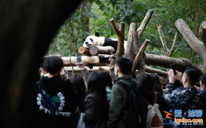 别用饭圈那一套对待国宝？