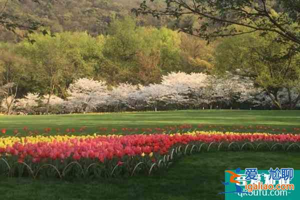 2022杭州太子湾公园樱花什么时候开 杭州太子湾公园樱花最佳观赏时间？