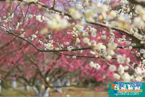 江西春季踏青必去景点 你去过几个？