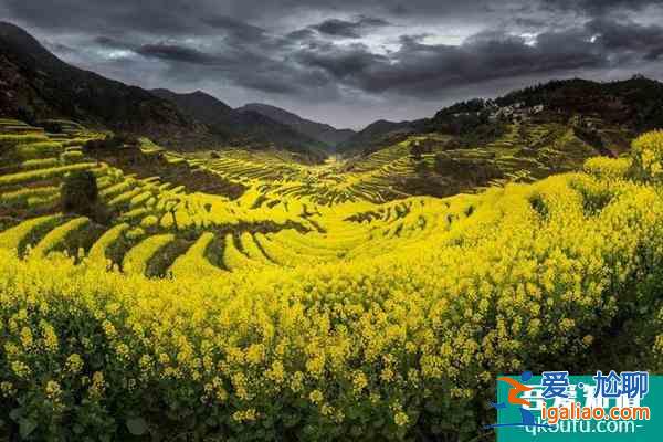 婺源油菜花旅游攻略 几月份最好？