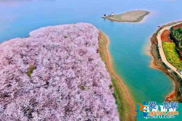 平坝万亩樱花多久开放?几月是樱花最佳观赏时期?？