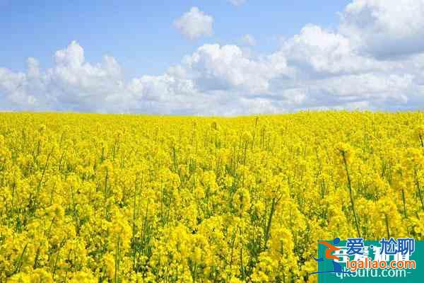 2022长沙看油菜花最好的地方 最佳赏花景点推荐？