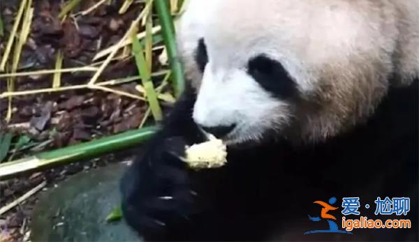 老太太把吃剩的玉米芯投喂大熊猫，被永久取消入园资格[玉米芯]？